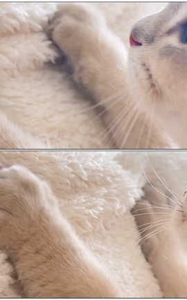 眼酱大魔王 Fantia 一月至八月合集#1[1920X1080][21秒]_丽丝库