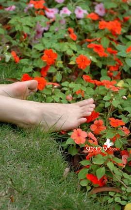 97179足模网-浪漫樱花007_丽丝库