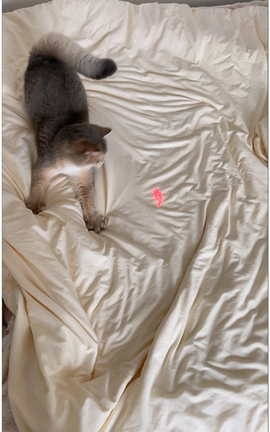 眼酱大魔王w Fantia2022年11月V2[1080X1920 18秒]_丽丝库